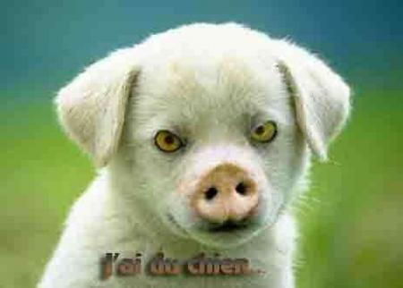 un drôle de petit chiot ca loll